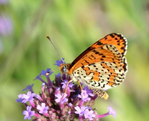 Réf. 196 271 : Melitaea didyma